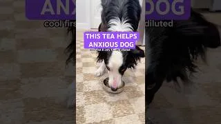 Thumbnail: Anxious dog recipe to calm #reactivedog