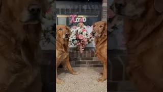 Thumbnail: The most beautiful Valentine’s Day flower inspectors 🌹 🐾 #valentinesday #goldenretrievers
