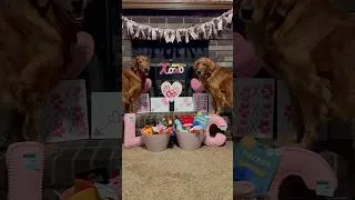 Thumbnail: Valentine’s Day baskets for our golden retrievers! 🫶🏻🐾 #valentinesday #goldenretrievers