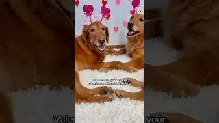 Thumbnail: Valentine’s Day when you’re millennial dinkwads 🩷🐾 #goldenretreivers #valentinesday