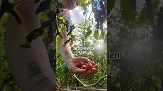 Thumbnail: August Garden