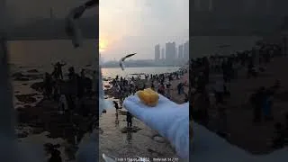 Thumbnail: #jinnytty on #Twitch | Seagull took the food
