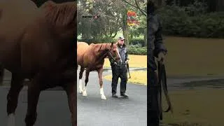 Thumbnail: Ever wondered what happens at The National Stud?