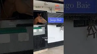 Thumbnail: Jango Baie to lead Henderson charge to the Gold Cup? 🏆