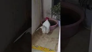 Thumbnail: 🐔Bhattu naa koduku em chestunnadu🤯 #bhattu #chicken #funny #millionviews #vlog#trending #viralshorts