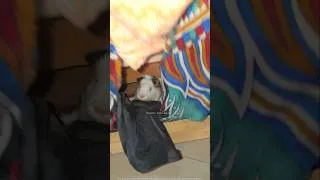 Thumbnail: Donga mast tension pettadu🤯 #oreo #guineapig #bhattu #chicken #funny #vlog #trending #viralshorts
