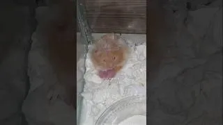 Thumbnail: edo tedaga undi enti😶‍🌫️ #hamster #rodents #funny #comedy #pets #joke #laugh #trending #viralshort