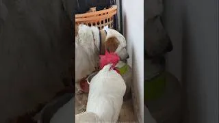 Thumbnail: 🐶Snoofy & 🐔Bhattu Bonding🥹 #bhattu #chicken #dog #love #bonding #emotional #trending #viralshort