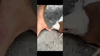 Thumbnail: Trying to hypnotize a chicken