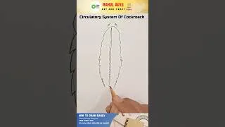 Thumbnail: Circulatory System Of Cockroach #shorts #rahularts #biologydiagram