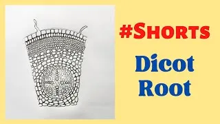 Thumbnail: T.S. of a Dicot Root | Diagram Of Dicot Root #shorts #rahularts #biologydiagram