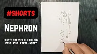 Thumbnail: How to Draw Nephron #shorts #biologydiagram #rahularts