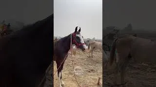 Thumbnail: ददरी मेला 2024 | Dadri Mela 2024 | बलिया का दादरी मेला #dadrimela #balliadadrimela #mela