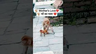 Thumbnail: Little Baby Monkey & Loving Mother ❤️ | Cutest Monkey Moments #shorts