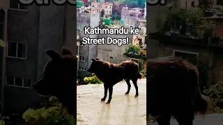 Thumbnail: Mountain Street Dog 🐕 Kathmandu Nepal ke Street Dogs 🐕#travel #dog #mountains