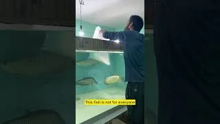 Thumbnail: New monster fish in the Aquarium || Albino alligator gar #shorts #aquarium #aquariumhobby #pets #pet