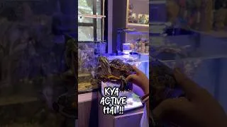 Thumbnail: Visiting Namma Bengaluru aquarium ! #shorts #aquarium #aquariumhobby #aquariumfish #fishtank #pets
