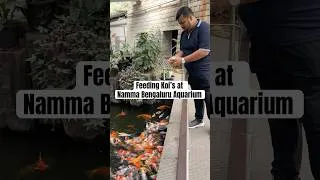 Thumbnail: Amazing experience to feed the koi’s at Namma Bengaluru Aquarium #shorts #aquarium #koifish