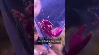 Thumbnail: ADDED CRAB AND SHRIMP TO MARINE TANK #aquarium #shorts #fish #aquariumhobby #pet