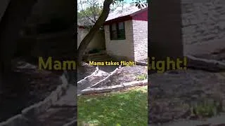 Thumbnail: Mama leaves the compound!!