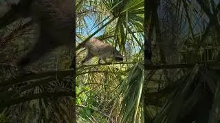 Thumbnail: Cute Raccoon Climbs a Tree in Nature Reserve #raccoon #nature #naturesounds #relaxing