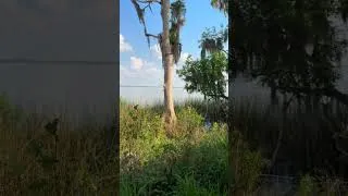 Thumbnail: Relaxing hike with soothing Nature Sounds #hiking #nature #naturesounds