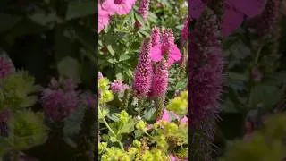 Thumbnail: 🐝 Pollinator Favorite! 💗 ‘First Love’ Veronica 🌸 #PollinatorGarden #Perennials #Gardening