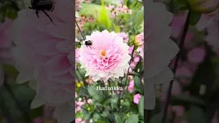 Thumbnail: Bumbles in their beds 🐝🌿✨💕 #garden #cottagegarden #bumblebees #rainorshinegardening #gardenlife