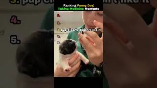 Thumbnail: Ranking Funny Dog Taking Medicine Moments