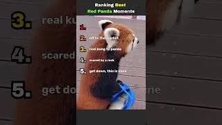 Thumbnail: Ranking Best Red Panda Moments
