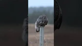 Thumbnail: Great Gray Owl in Windstorm #owl #birdphotography #wildlife