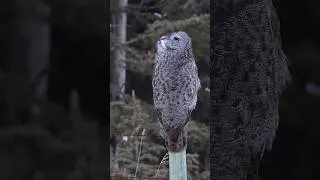 Thumbnail: Great Gray Owl Hunting #wildlifephotography #birdphotography #owl