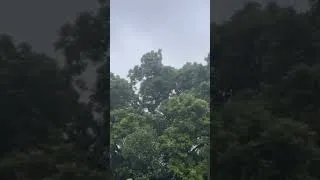Thumbnail: 🌿 Calm Morning Sky Above the Trees  #deepsleep #asmr #rain