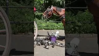 Thumbnail: Lunchtime in Central Park, New York.