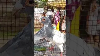 Thumbnail: Pigeon beauty hummers