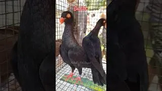 Thumbnail: Pigeon Danish #pigeon