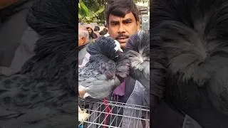 Thumbnail: Pigeon American Saint pigeon #pigeon #bird #kabutar