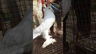 Thumbnail: Pigeon #pigeon #fancypigeon