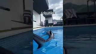 Thumbnail: Shark in pool