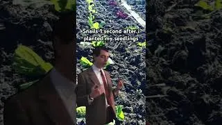 Thumbnail: Always the snails #seedlings #vegetables #lettuce #funny #snail #snails