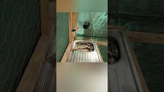 Thumbnail: We Brought the Fish Straight to Our Cabin with a Pipe 🎣