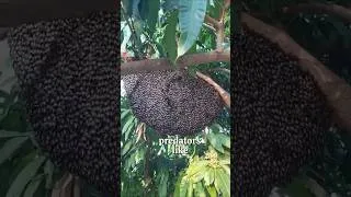Thumbnail: Why Is This Beehive Moving Like a Wave?
