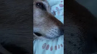 Thumbnail: Big Chungus Dog
