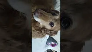 Thumbnail: She stole my bed!