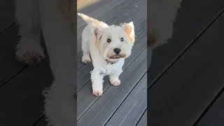 Thumbnail: Cute Westy Dog