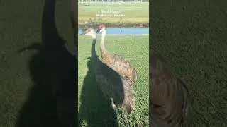 Thumbnail: Sand Cranes in Melbourne, Florida