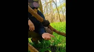 Thumbnail: Military Cravat Water Vine Trick! #survival  #skills #bushcraft #water #vines #tricks #hacks #tips