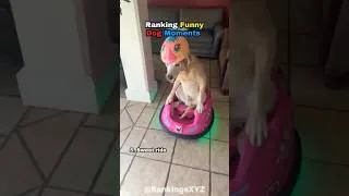 Thumbnail: Ranking Funny Dog Moments🐶