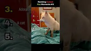 Thumbnail: Ranking Cutest Fox Moments 🦊 #3