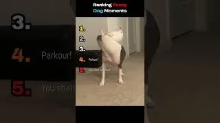 Thumbnail: Ranking Funny Dog Moments